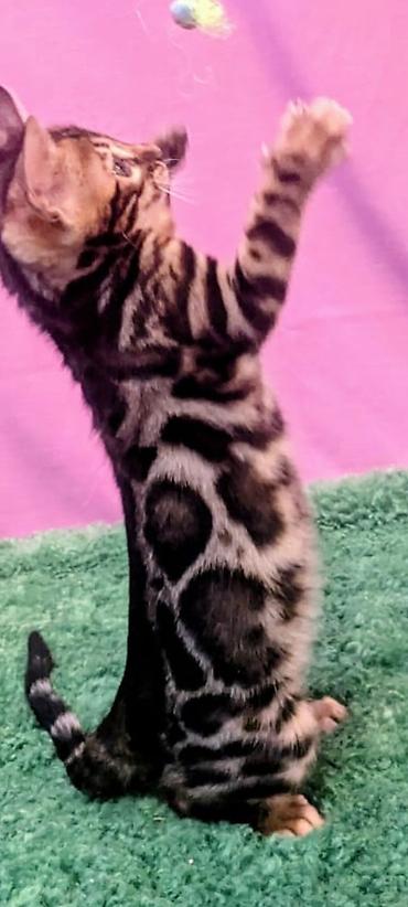 отдам котят: Бенгальская, 2 месяца, Мальчик, Шоколадный, Приучена к лотку, Проглистована, С документами — 4