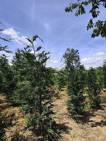 Semena i sadnice: Lovor višnja – sadnice u saksiji - Zimzelene sadnice Prunus — 9