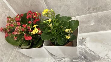 растения из голландии под заказ: Цветы, продаю комплектом за 2000