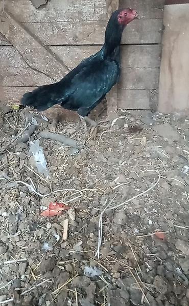 Птицы: Продаю Инкубационное яйцо Чисто кровных даканов разных пород: Китаец — 9