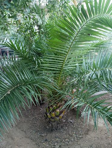 Ağaclar: Ağaclar — 7