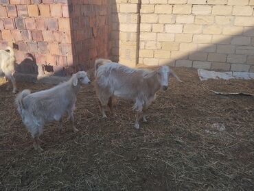 sort keciler: Dişi, Hələb, il: 1