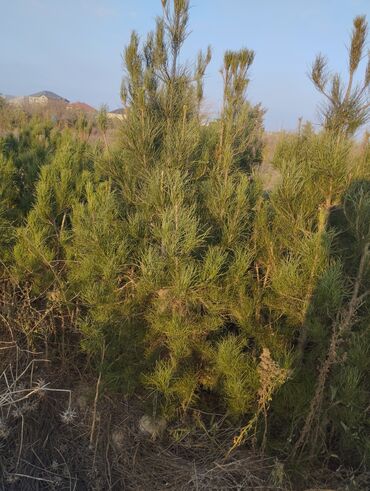 Şitillər: Satılır: iynəyarpaq şam ağacları (fidanlar) - Növ: Şam (Pinus) – — 12