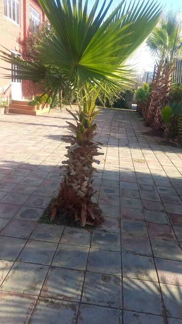 Комнатные растения: Palma ağacı. 1 metrdən böyükdür.Vaşinqton sortudur.Qiyməti 100Azn