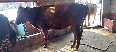 Коровы, быки: Продаю | Корова (самка) | Для разведения | Привязанные — 1