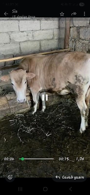 at satisi azerbaycan: Qurbanlıq/heyvandarlıq üçün dana - Növ: iri buynuzlu heyvan (dana) - — 2