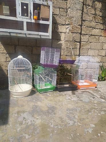 Tutuquşları: Korella əl quşu bala hazir cut kime hansi lazimdisa var sarilar 45-50 — 17