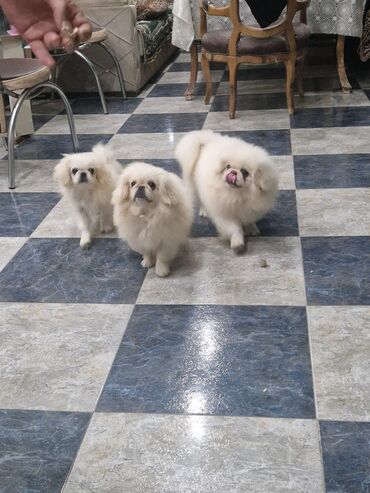 heyvan satisi: Pekines, 3 ay, Erkek, Peyvəndli, Ünvandan götürmə, Ödənişli çatdırılma