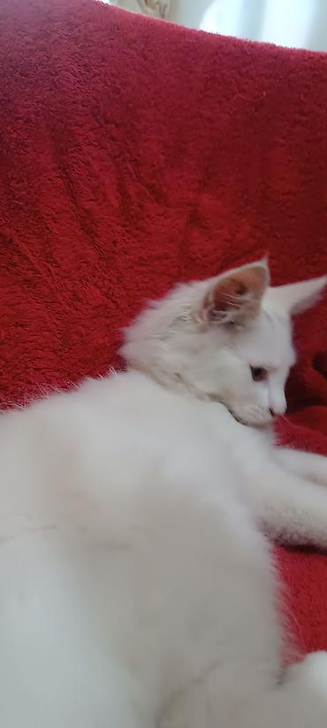 Кошки: Мейнкуны ♥️♥️♥️ Продаётся Чистокровный, Эксклюзивный котик Мейн-Кун🥰 — 3