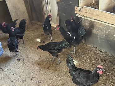 brama toyuqları: Avstraloq xoruzları 4-5 aylıq arasıdı 1 ədədi 30 azn 2 den artıq — 2