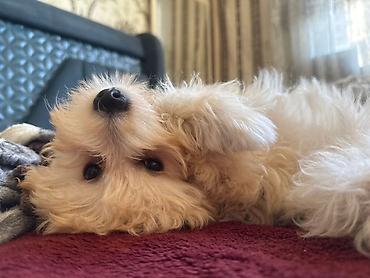 Maltipoo balası – ağ-krem rəngli, qıvırcıq, hipoallergen tüklü kiçik