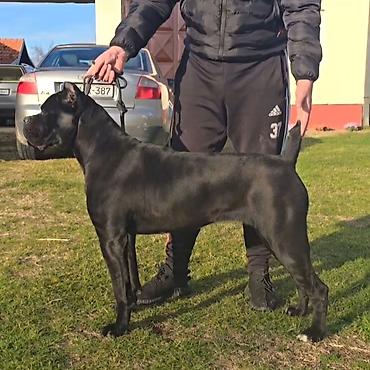 Psi: THE LAST EMPEROR KENNEL Predstavljamo prelepu Cane Corso ženku iz — 7