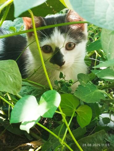 рысь кошка: Отдам котят в хорошие руки
