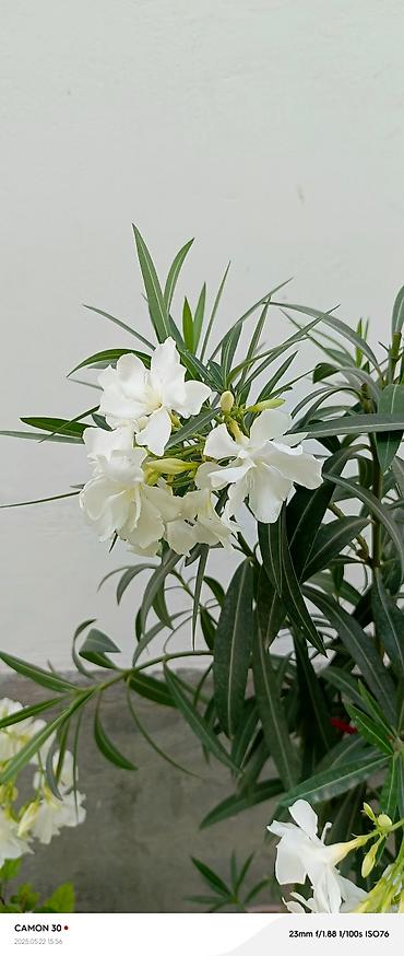 Газон: САЖЕНЦЫ САМШИТЫ саженцы кустарников саженцы магнолии саженцы олеандра at lalafo.kg — 10 Газон: САЖЕНЦЫ САМШИТЫ саженцы кустарников саженцы магнолии саженцы олеандра — 10