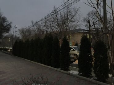 Декоративные деревья: Продаются декоративные хвойные растения 🌿🌲 Мы имеем большой опыт — 8