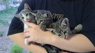 отдам кота я его боюсь: Кошка даром: Беспородная, Девочка