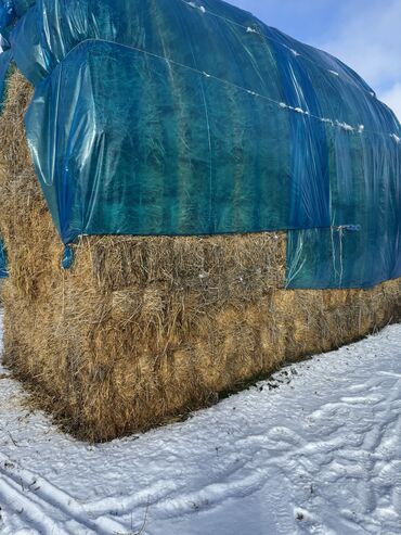 ячмен корм: Саман. Кара буудайдын саманы. 400 тюк бар. Солома рожь (не кормовая)