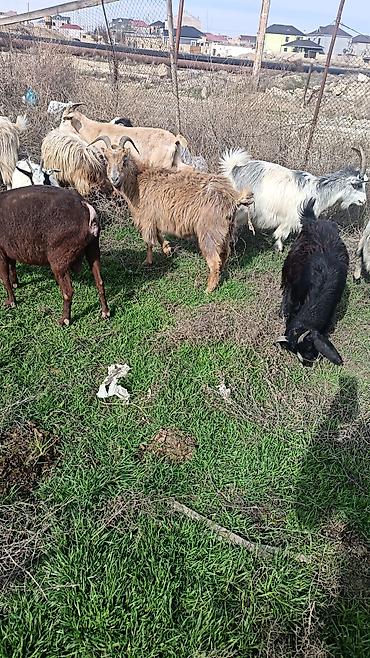 Keçilər, çəpişlər: Çəpiş keçi qoyun sürü və ya tək tək satram. Qiymet ferqlidirMəhsul — 24