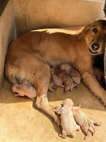 doberman balası: Retriever — 2
