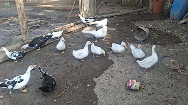 ördək lal: Satılır: ağ pekin ördəkləri (ferma və ev təsərrüfatı üçün, kəsim — 9
