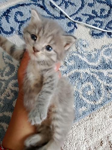 Мышыктар: Котёнок пушистик, окраса diluted tortie (серо‑кремовый с белым) — 10