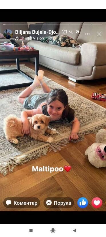 Psi: Maltipoo kucici savrsenog izgleda i genetike FCI 7493 posetite nase — 9