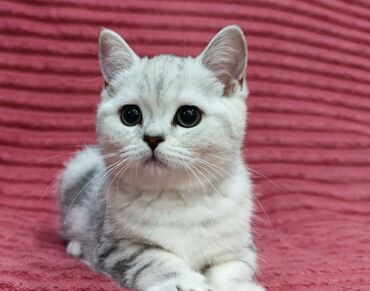 Продажа кошек: Скотиш Страйт (Шотландская прямоухая), 2 месяца, Девочка — 5