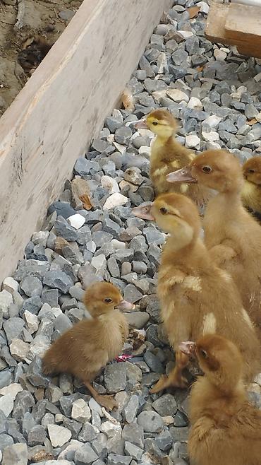 lalafo goyercin satisi: 🦆 SATILIR – Tam Sağlam Qırmızı Ördəklər 🦆 Təsərrüfatımızda böyüdülmüş — 3