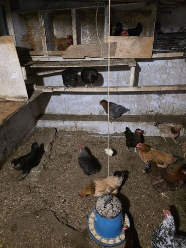 Toyuqlar: Toyuq, Damazlıq — 9