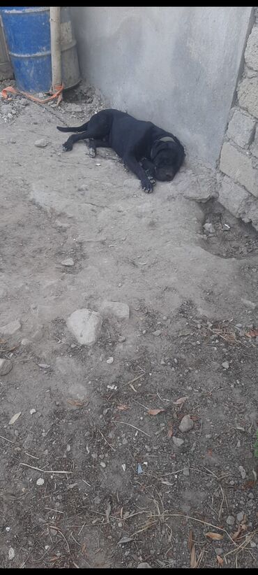 İtlər: İtlər üçün mühafizə və yoldaşlıq – qara rəngli iri ölçülü it - Rəng