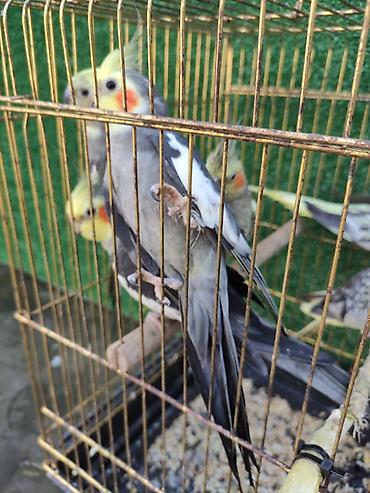 Tutuquşları: Ayaqlari üzüklü Əl quşlari ağlar45-50 Azn Bozlar 35 Azn vitaminli — 31