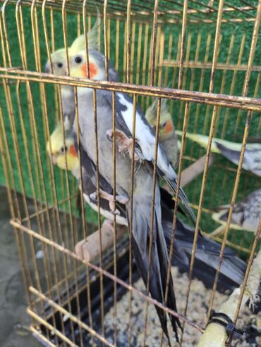 Qəfəslər: Qəfəslər quşlar — 18