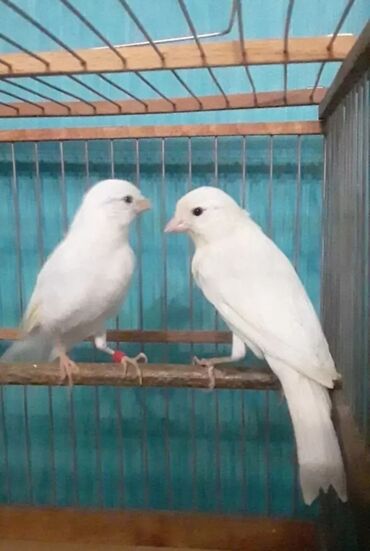 Птицы: Канарейки белые самец поющий, есть самки и готовые пары возраст 1 год