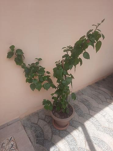 hibiskus: Saksıda hibiskus (Çin qızılgülü) dekorativ bitki - Bitki: hibiskus — 2