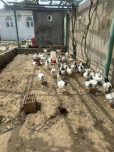 K/t heyvanları və malları: Toyuq, Damazlıq — 1