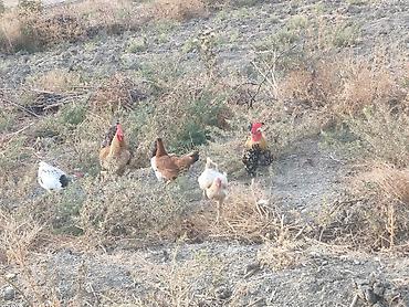 ev quşları haqqında qısa məlumat: Toyuq, Damazlıq — 8