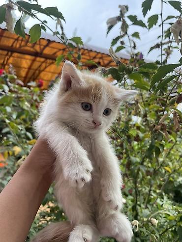 эшек жаныбар: Котята-дворяне, возраст примерно 2,5 месяца. Ласковые и игривые — 1