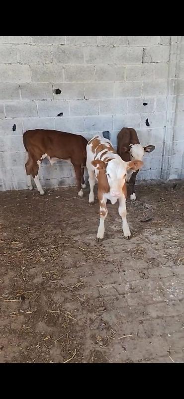 Dana, buzov: Satılır: 3 baş dana - Cins: qarışıq südlük-ətlik tip (qırmızı-ağ — 2