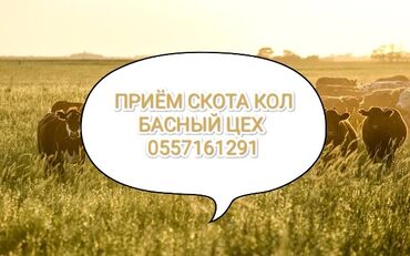 продаю индюка: Куплю | Лошади, кони, Коровы, быки | На откорм, Круглосуточно, Откормленные