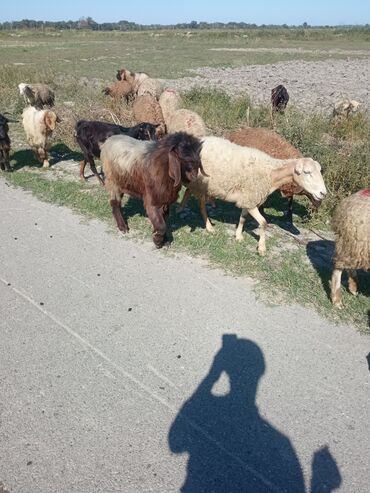 Keçi, çəpiş: Qoyun-keçi sürüsü üçün erkək keçi (ehtimalən yerli/anglo-nubian tipli — 5