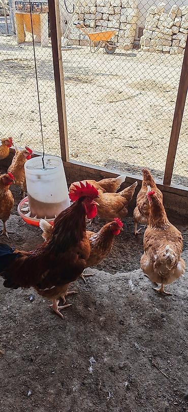K/t heyvanları və malları: Toyuq, Yumurtalıq, Ödənişli çatdırılma — 7