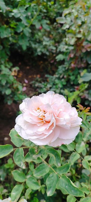 Роза: Саженцы садовых роз (кустарниковые/чайно-гибридные, флорибунда) — — 2