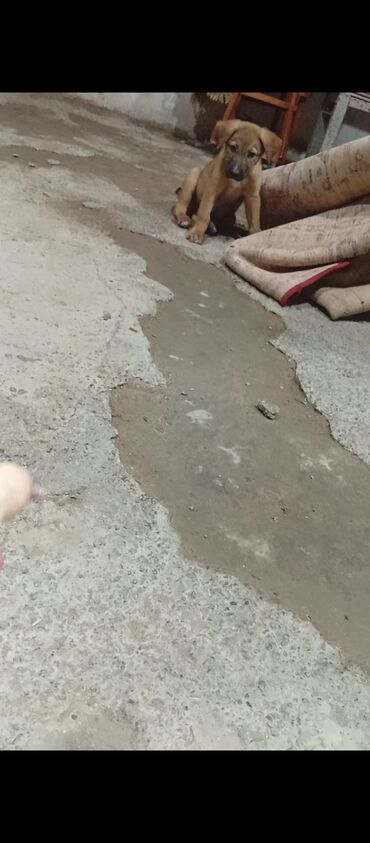 it adları oğlan: 2 ay, Erkek