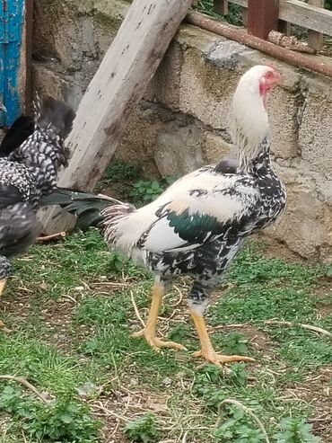 şamo heyratı: Xoruz, Heyratı, il: <1, Ünvandan götürmə