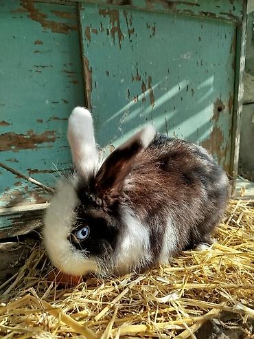 Dovşanlar: Miniatür dekorativ dovşanlar – müxtəlif rənglər və uzun tüklü Lionhead — 4