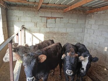 кучук ош: Сатам | Уй (ургаачы), Кунаажын, Музоо | Бордоп семиртүү үчүн