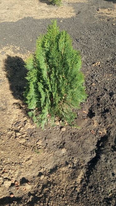 Toxumlar: Qazon sifarişi qəbul olunur yüksək keyfiyyətli danimarka toxumu ilə -da lalafo.az — 15 Toxumlar: Qazon sifarişi qəbul olunur yüksək keyfiyyətli danimarka toxumu ilə — 15