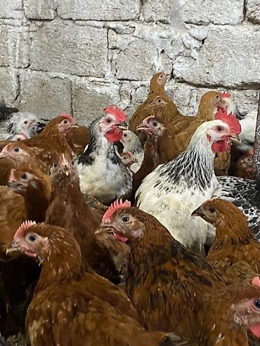 K/t heyvanları və malları: Toyuq cücələri, Ətlik, Ödənişli çatdırılma — 3