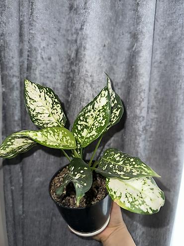 Аглаонемы: 1) сциндапсус расписной 500(с опорой металическая) 2) эпипрмиум — 8