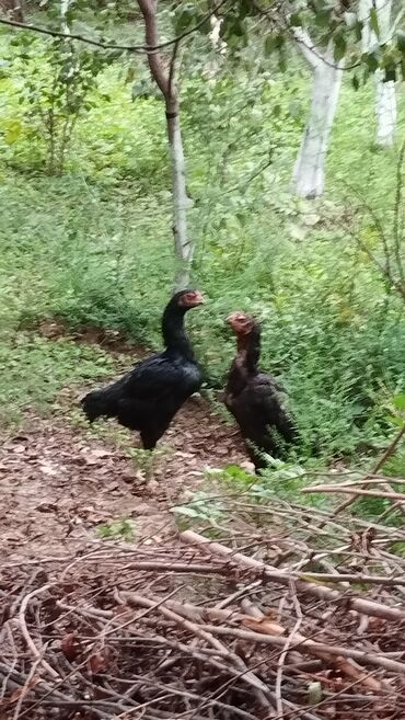 Toyuqlar: Toyuq, Damazlıq, Ödənişli çatdırılma — 3